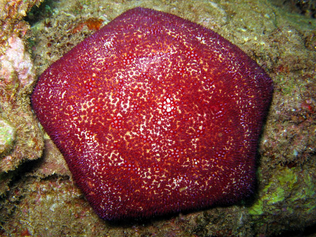 Culcita novaeguineae